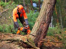 Seasonal Cleanup in Little Round Lake, WI